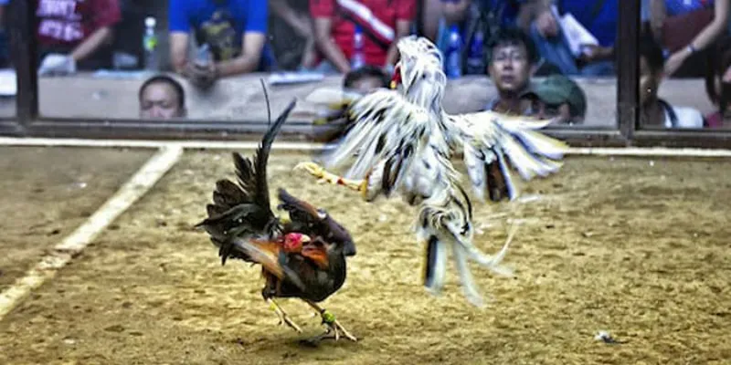 Bật mí những lợi ích đặc biệt mà đá gà OK8386 mang đến cho người chơi Bật mí những lợi ích đặc biệt mà đá gà OK8386 mang đến cho người chơi